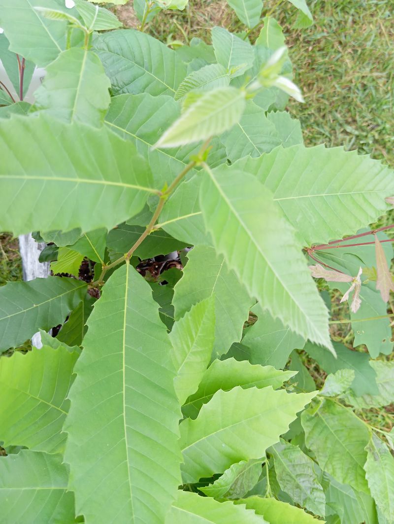 Castanea mollissima